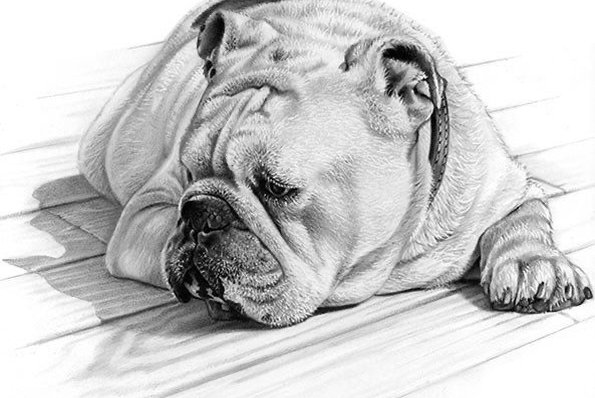 Bulldog tetoválási