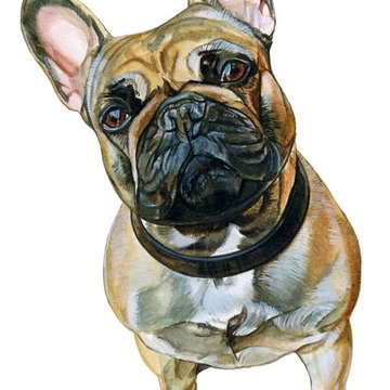 Bulldog tetoválási