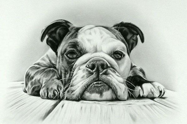 Bulldog tetoválási