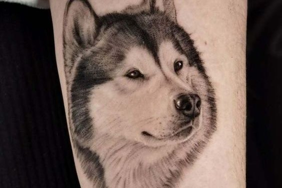 "Husky" tetoválási vázlatok