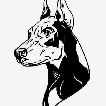 Dobermann vázlat