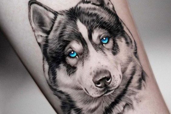 "Husky" tetoválási vázlatok