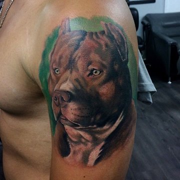 Pitbull tetoválási