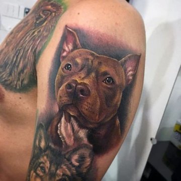 Pitbull tetoválási