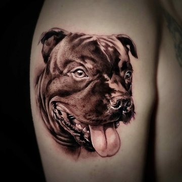 Pitbull tetoválási
