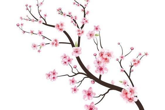 Sakura ág tetoválási vázlatok