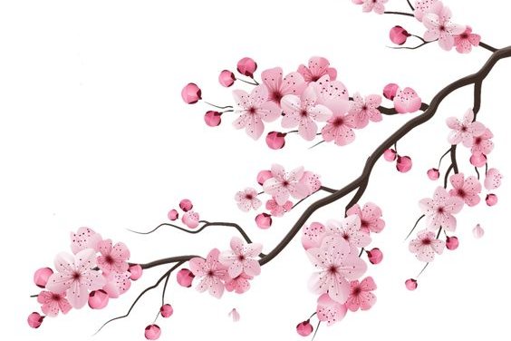 Sakura ág tetoválási vázlatok