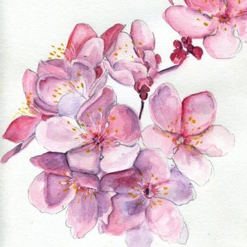 Sakura ág tetoválási vázlatok