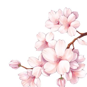 Sakura ág tetoválási vázlatok
